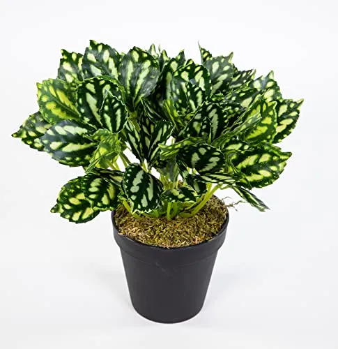 Seidenblumen Roß Zebrapflanze 28cm grün-weiß im Topf ZF Kunstpflanzen künstliche Pflanzen