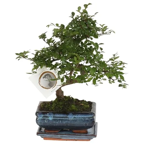 Produktbild Plant in a Box