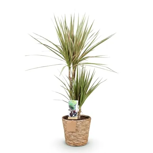 Green boutiQ