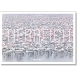 Tierreich Immerwährender Kalender - Belletristik und inspirierende Tierbilder für jedes Jahr, die Gemeinschaft und Zusammenhalt in der Tierwelt zeigen.