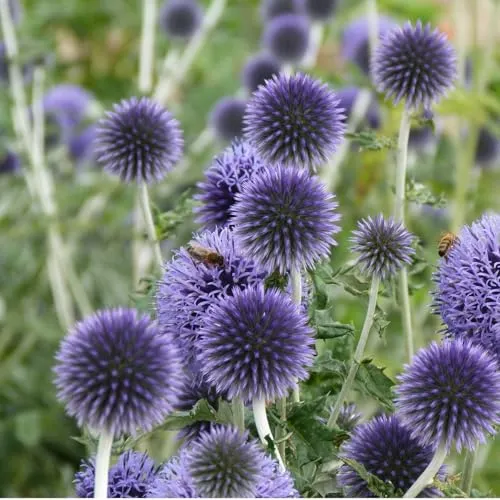 Ruthenische Kugeldistel in blau von Arborix