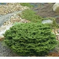 Zwerg Balsam Tanne Piccolo 20-25cm