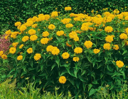Pflanzen für Dich Staude Heliopsis scabra Goldgrünherz, 1 St., Rauher Sonnenhut, Sonnenauge