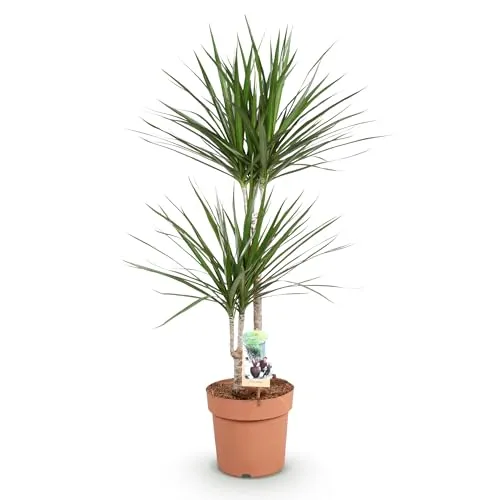 Green boutiQ - Zimmerpflanzen - Dracaena Marginata - Drachenbaum - Wenig Pflege - Grün - 1 Pflanze - Topf 21cm - Höhe 90-100cm