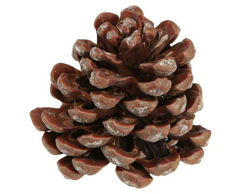 Trockenblume Pinienzapfen künstlich als dekorative Wirkungselemente, Viana, Höhe 8 cm