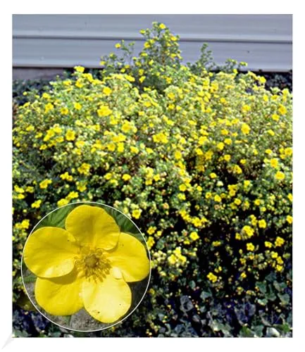 BALDUR Garten 1x Fingerstrauch 'Goldfinger' Fingerkraut, Pflanze im 9x9 cm-Topf, Potentilla fruticosa, kompakter Wuchs, winterhart, für Standort in der Sonne geeignet, blühend