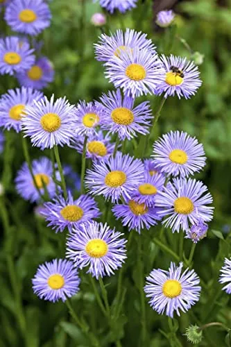Aster dumosus 'Lady in Blue' 9x9 cm Topf – Winterhart, Mehrjährig, Pflegeleicht – Kissen-Aster – Staude für Beet & Rabatte