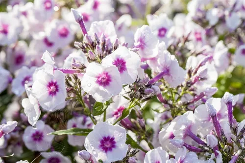 Pflanzen für Dich Staude Phlox pan. Bright Eyes, 1 St., Hoher Staudenphlox, Flammenblume