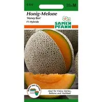 SAMEN PFANN Honig-Melone Honey Bun F1
