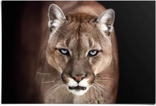 Reinders! Poster Puma Nahaufnahme, (1 St) in gelb von Reinders!