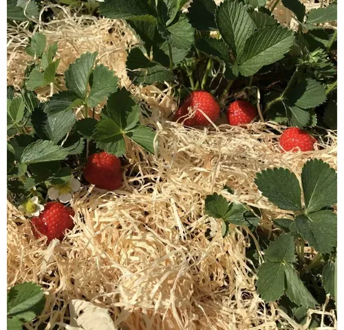 Boxolutions Gemüsedünger Holzwolle für Erdbeeren 1 Kg - Gemüseholzwolle Natur unbehandelt