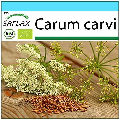 SAFLAX - Geschenk Set - BIO - Kümmel - 800 Samen - Mit Geschenk- / Versandbox, Versandaufkleber, Geschenkkarte und Anzuchtsubstrat - Carum carvi