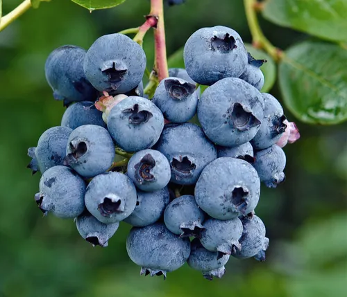 Dehner Obstpflanze Bio Heidelbeere Reka, Vaccinium corymbosum, 30-50 cm, Ø Topf 13 cm, reichtragende Selbstbefruchter-Sorte, insektenfreundlich