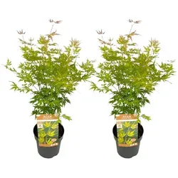 Plant in a Box Japanischer Ahorn von Plant in a Box