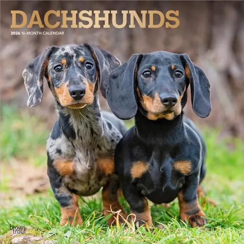 Dachshunds - Dackel 2026 - 16-Monatskalender - Praktischer 16-Monatskalender mit 12 liebevollen Dackel-Bildern, großem Kalendarium für Notizen und ideal als Geschenk für Tierliebhaber.