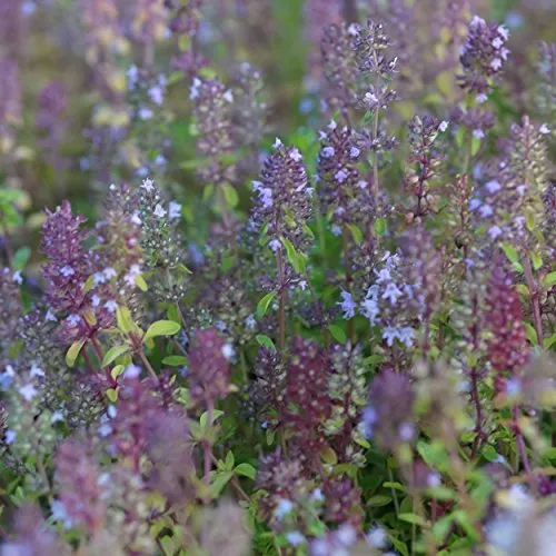 Blumixx Stauden Thymus pulegioides – Arzneithymian, winterhart, Bienenmagnet, hellrosa Blüte, aromatisch, im 0,5L Topf – ideal für Kräuterbeet & Naturgarten