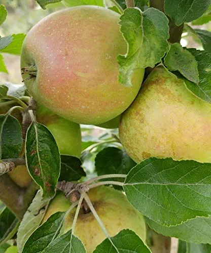 Pflanzen Gelb von ARTland