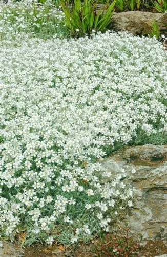 Cerastium tomentosum 'Silberteppich' 9x9 cm Topf – Winterhart, Immergrün, Pflegeleicht – Hornkraut – Bodendecker für Steingarten & Beet