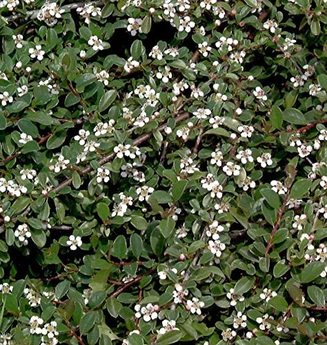 Zwergmispel Radicans 20-30cm