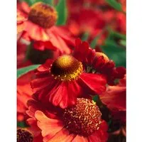 Helenium X Cult. Ruby Tuesday R Sonnenbraut Ca. 11x11 cm Topf
