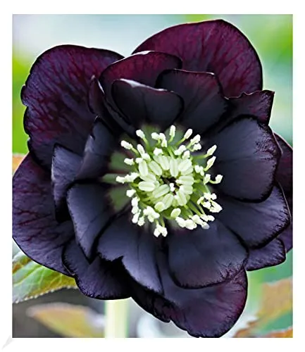 BALDUR Garten Gefüllte Christrose Black Swan 1 Pflanze, Helleborus niger, winterharte Staude, mehrjährig, bienenfreundlich, für Standort im Schatten geeignet, blühend