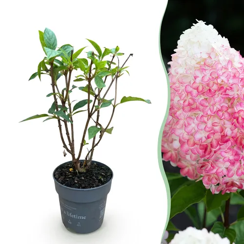Hydrangea panniculata Living Pink & Rose Rispenhortensie Rosa 1x ⌀12cm ↕20-30cm