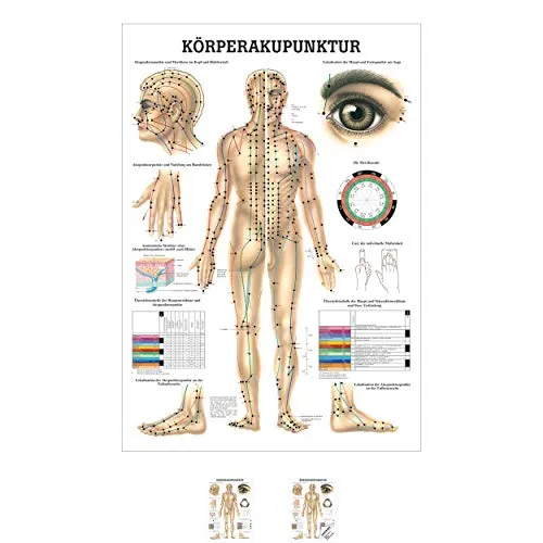 Rüdiger Akupunktur Mini-Poster Anatomie 34x24 cm medizinische Lehrmittel