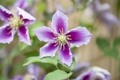 Clematis Hybride Piilu - Zweifarbige Kletterpflanze - Kletterpflanze mit romantischen, zartrosa Blüten, ideal für Spalier und Kübel. Blüht mehrfach von Mai bis September und bringt Farbe auf Balkon und Terrasse.