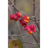 Gewöhnlicher Spindelstrauch Euonymus europaeus, 1 St.