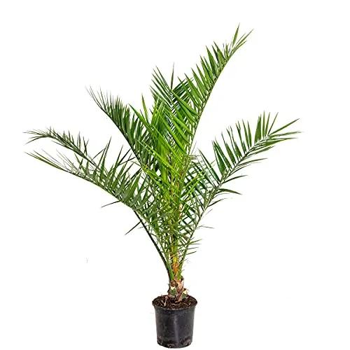Bloomique Phoenix Canariensis