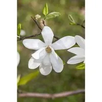 Kobus-Magnolie (Magnolia kobus) - Eleganter Blütenstrauch - Ziergehölze mit reinweißen, duftenden Blüten und harmonischer Krone. Ideal als Solitärpflanze für Garten, Vorgarten oder Terrasse, bringt sie edle Akzente in jeden Außenbereich.