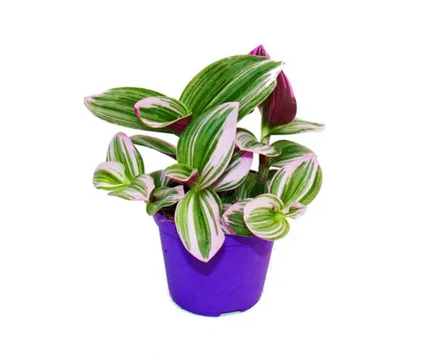 Exotenherz Zimmerpflanze Dreimasterblume Tradescantia Nanouk hängende Zimmerpflanze 9cm pink