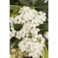 Pieris japonica 'Debutante', Japanische Lavendelheide, weiß, 40–50 cm