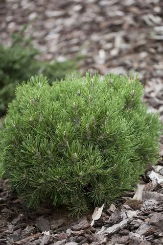 Pflanzen für Dich Konifere Pinus uncinata Heideperle, kompakt und winterhart - Die kompakte Bergkiefer 'Heideperle' ist ideal für strukturstarke Pflanzungen. Sie bildet dichte, kissenförmige Polster und ist pflegeleicht, perfekt für Steingärten und als Kübelpflanze.