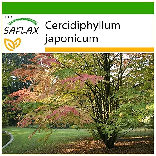 SAFLAX - Lebkuchenbaum - 200 Samen - Mit keimfreiem Anzuchtsubstrat - Cercidiphyllum japonicum