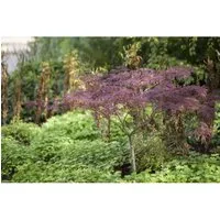 Japanischer Ahorn Acer palmatum Inaba-shidare, 1 St. - Ziergehölz mit malerischer, kaskadenförmiger Wuchsform und intensivem Farbspiel von rot bis scharlachrot. Ideal als Solitär im Garten oder Kübelpflanze für Terrasse und Patio.