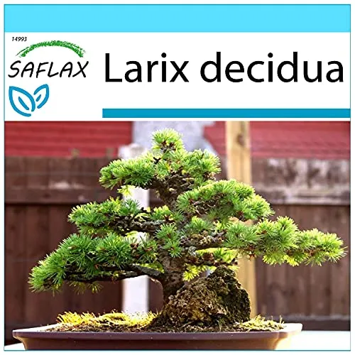 SAFLAX - Geschenk Set - Bonsai - Europäische Lärche - 75 Samen - Mit Geschenk- / Versandbox, Versandaufkleber, Geschenkkarte und Anzuchtsubstrat - Larix decidua