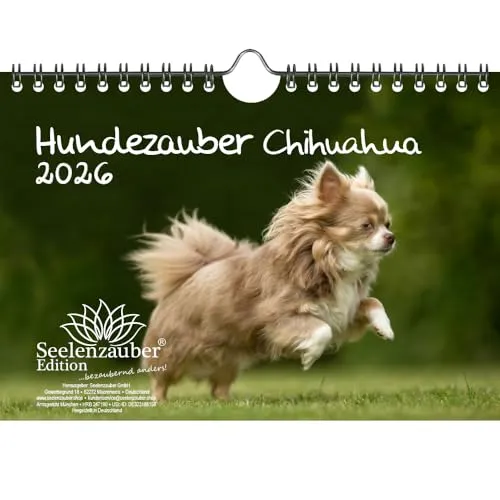 Hundezauber Chihuahua DIN A5 Kalender für 2026 Welpen und Hunde - Seelenzauber