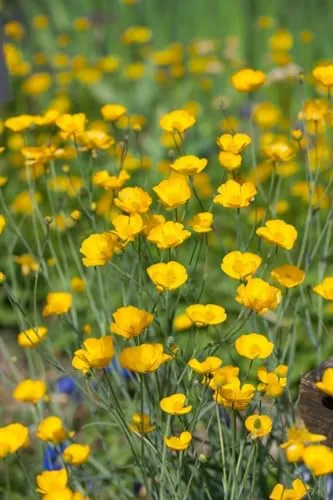 Ranunculus gramineus 9x9 cm Topf – Winterhart, Mehrjährig, Pflegeleicht – Gräserblättriger Hahnenfuß – Staude für Steingarten & Beet
