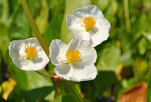 Sagittaria latifolia 9x9 cm Topf – Winterhart, Mehrjährig, Pflegeleicht – Breitblättriges Pfeilkraut – Teichpflanze für Uferzone & Flachwasser