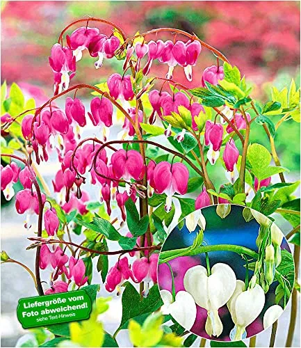 BALDUR Garten 3er Tränendes Herz-Mix - Wunderschöner Mix aus 2 roten und 1 weißen herzförmigen Blüten. Ideal für Halbschatten, mit wenig Pflegeaufwand. Winterhart und mehrjährig, perfekt für Ihren Garten!