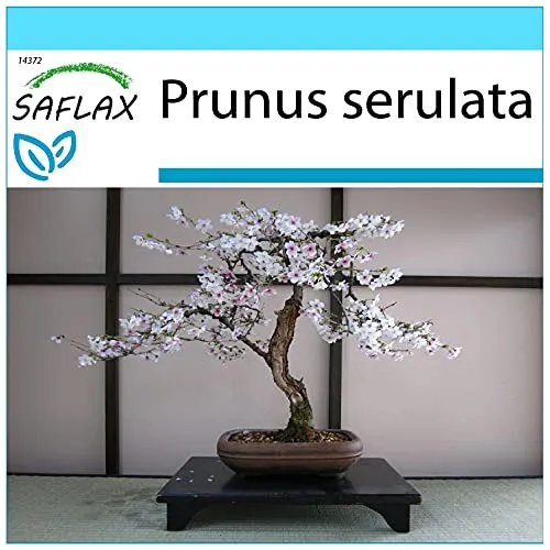 SAFLAX - Geschenk Set - Bonsai - Japanische Blütenkirsche - 30 Samen - Mit Geschenk- / Versandbox, Versandaufkleber, Geschenkkarte und Anzuchtsubstrat - Prunus serulata
