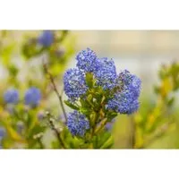 Ceanothus Impressus Victoria Kalifornischer Flieder Blau 80 cm Stammhöhe