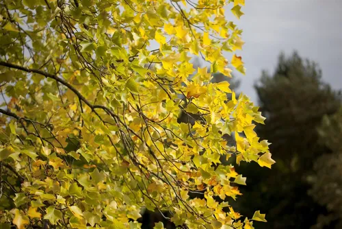 Liriodendron Tulipifera Tulpenbaum 100–125 cm