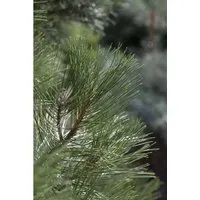 Pinus Nigra Nana Schwarzkiefer Kompakt 40–50 cm - Die kompakte Schwarzkiefer 'Nana' überzeugt mit ihrer dichten, kugeligen Form und tiefgrünen Nadeln. Ideal für moderne Gärten und als pflegeleichte Kübelpflanze, bringt sie Struktur und Eleganz in jeden Außenbereich.
