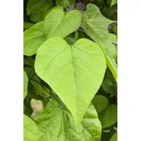 Catalpa Bignonioides Trompetenbaum 100–125 cm Stammhöhe