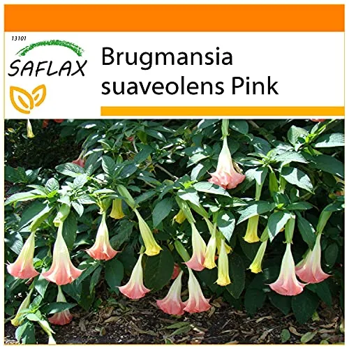 SAFLAX - Garden in the Bag - Engelstrompete/Pink - 10 Samen - Mit Anzuchtsubstrat im praktischen, selbst aufstellenden Beutel - Brugmansia suaveolens Pink
