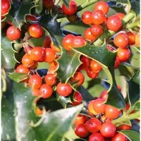 Dornige Stechpalme Ilex 125-150cm - ilex aquifolium