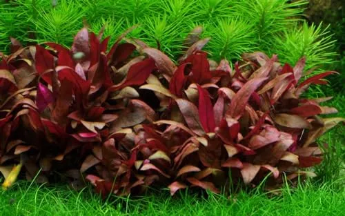 AquaOne Aquarium Pflanze In Vitro Alternanthera reineckii 'Mini' Wasserpflanze 1-2-Grow. Aquariumpflanze Becher Labor-Aquarienpflanzen Dekoration Aquascaping