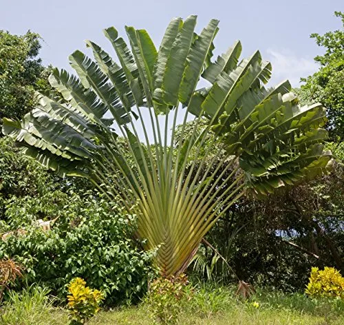 Baum des Reisenden - 10 Samen